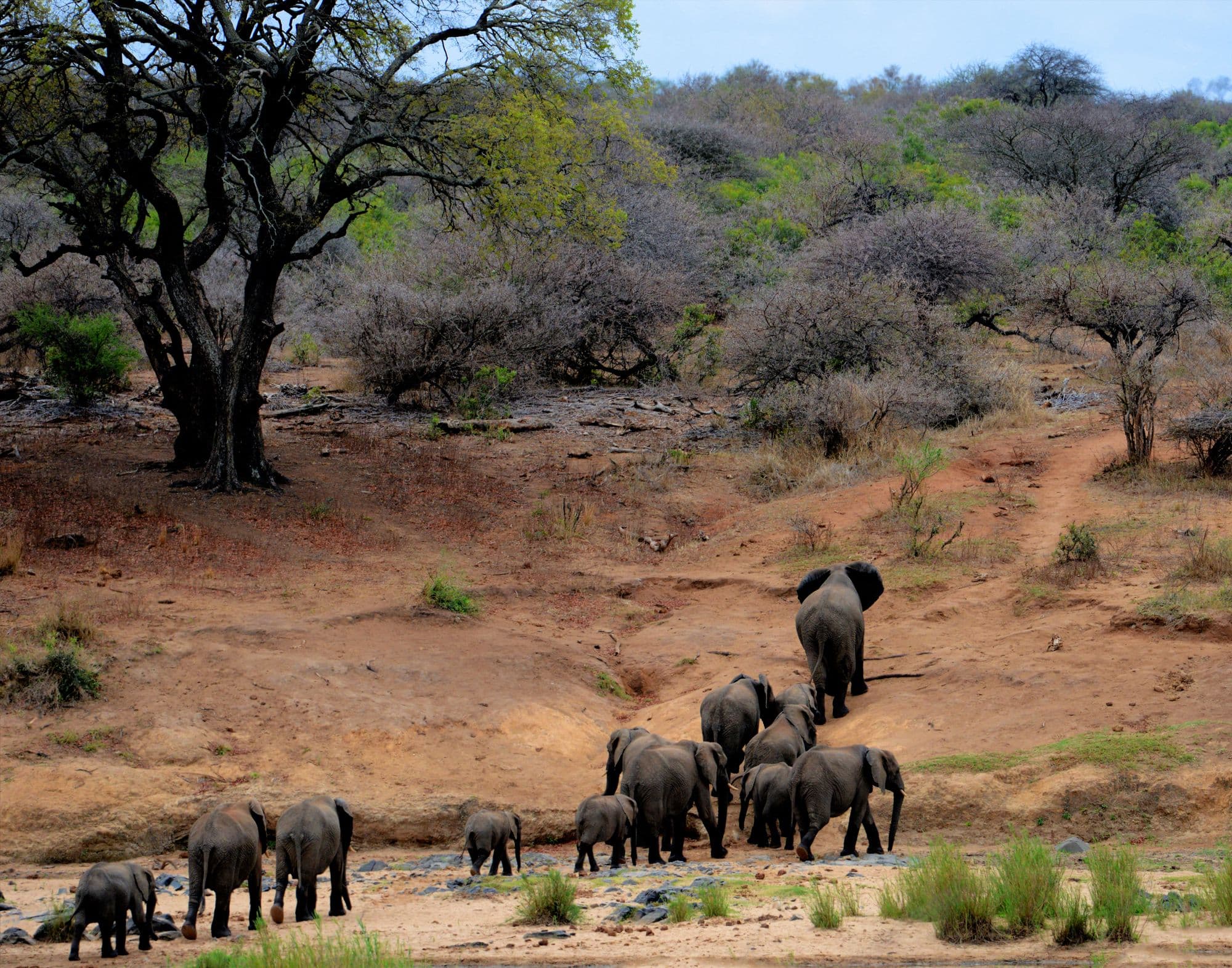 A herd of African elephants crossing a sandy riverbed in the bush