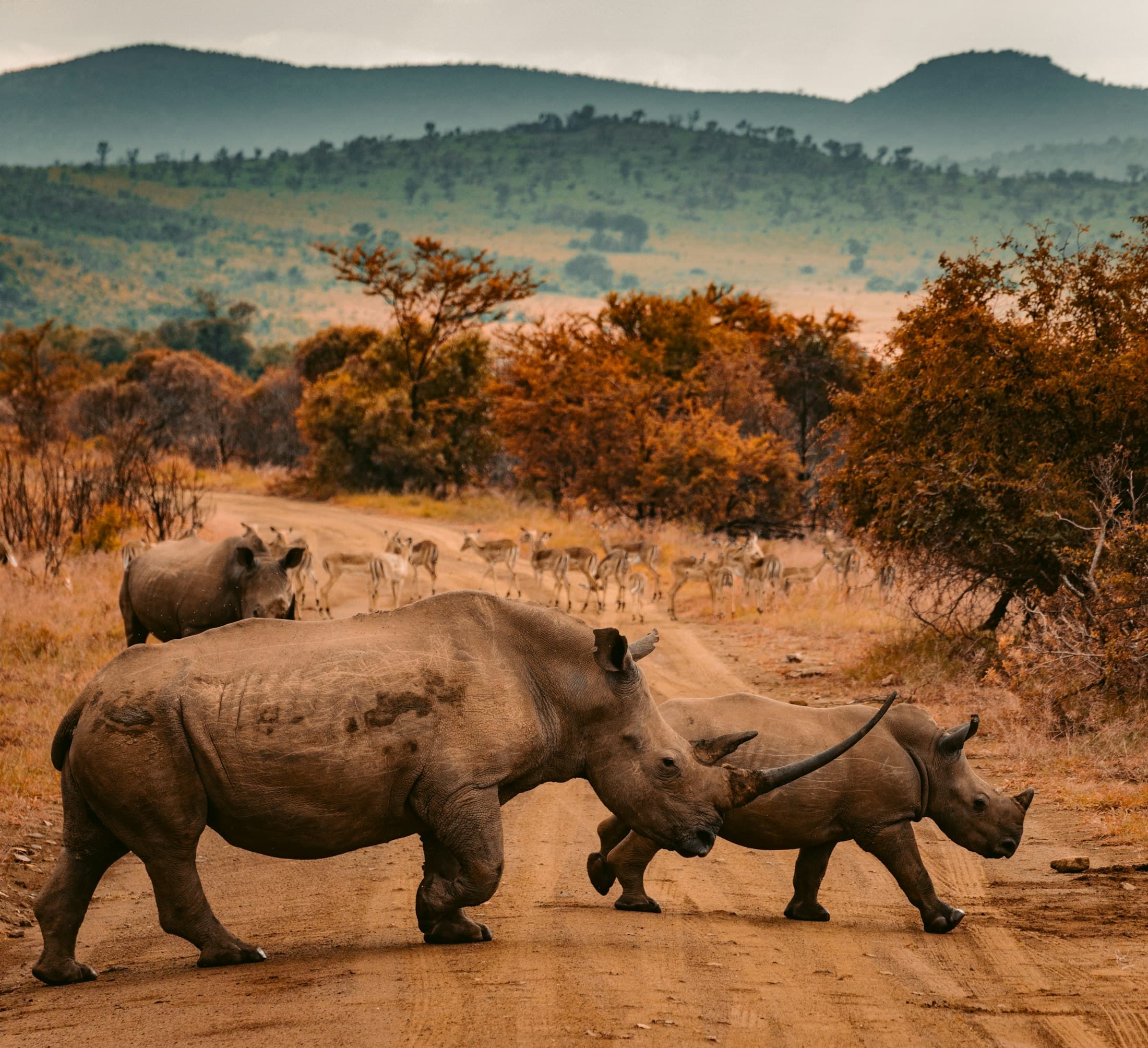 A white rhinoceros and calf crossing a dusty savanna road in late light